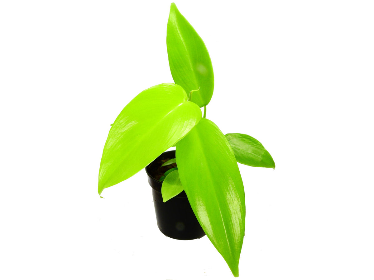 philodendron bipennifolium aureum Philodendron bipennifolium var aureum 'Golden Violin' XS 5,5cm Topf —  Ecuagenera Europe GmbH
