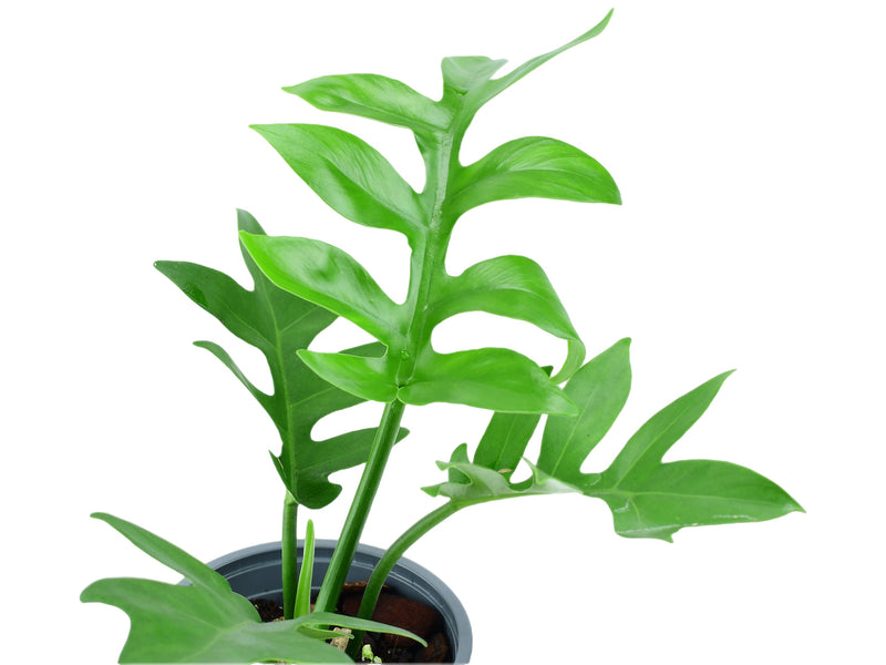 Philodendron distantilobum