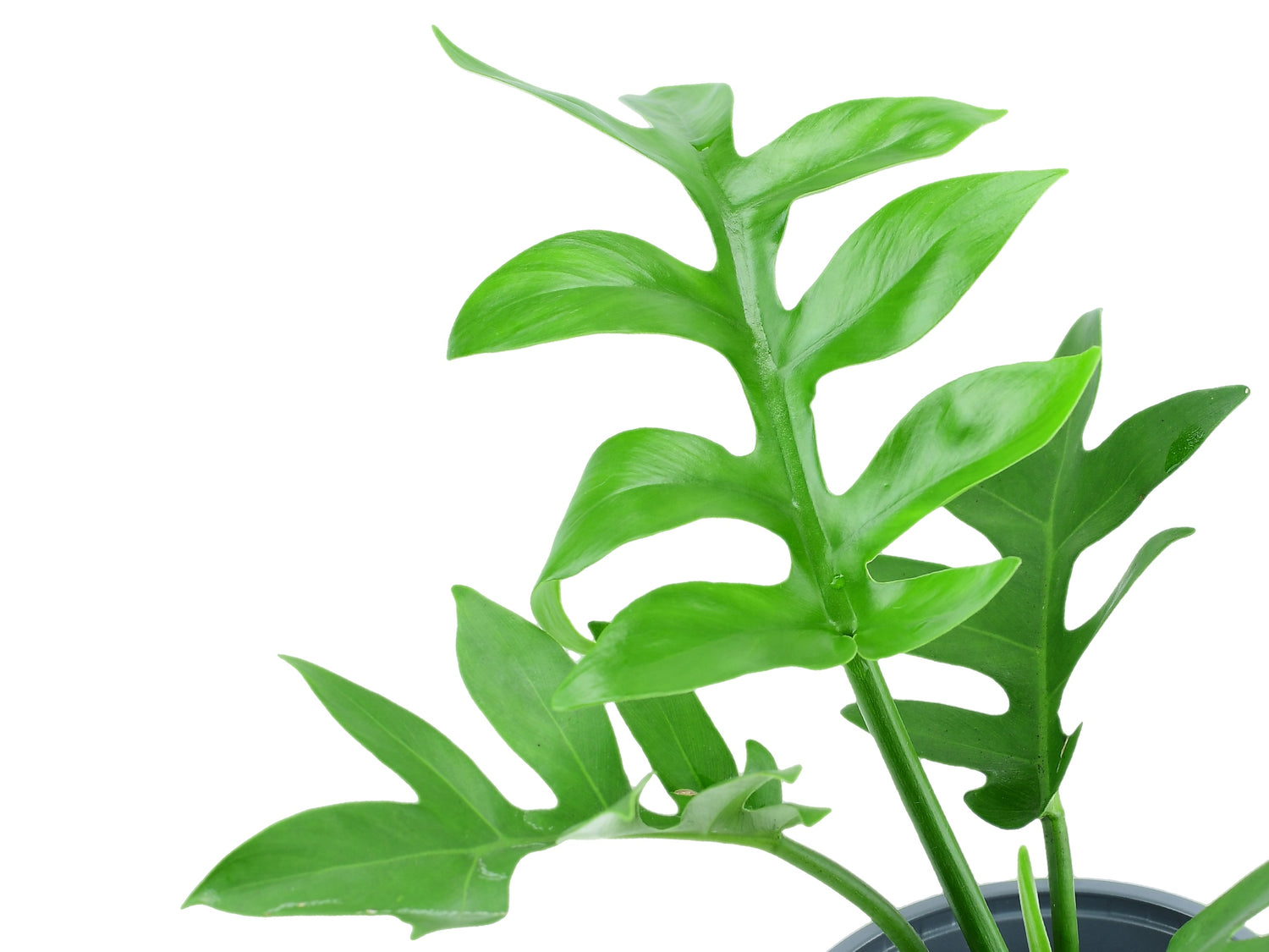 Philodendron distantilobum