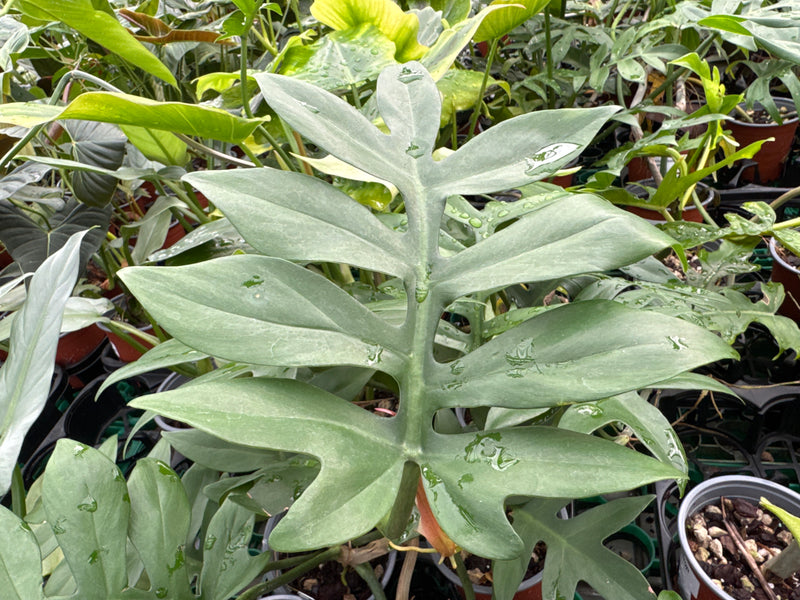 Philodendron elegans