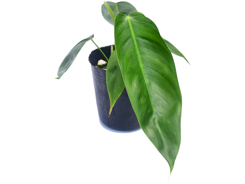 Philodendron (esmeraldense x patriciae)