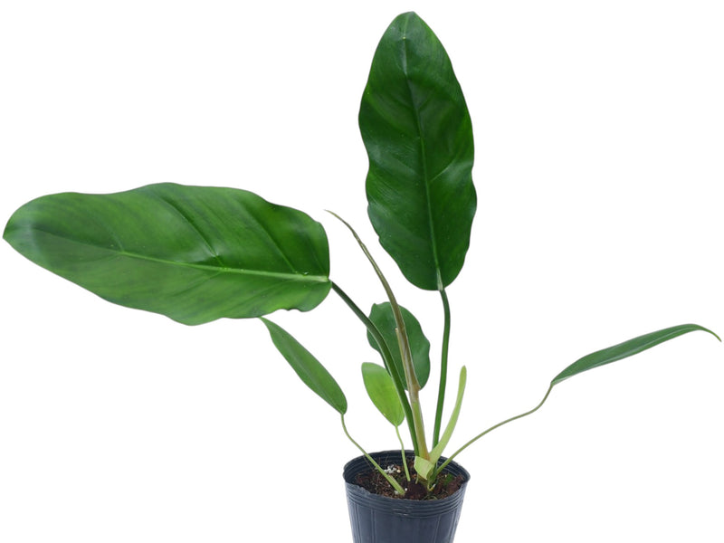 Philodendron (esmeraldense x tortum)