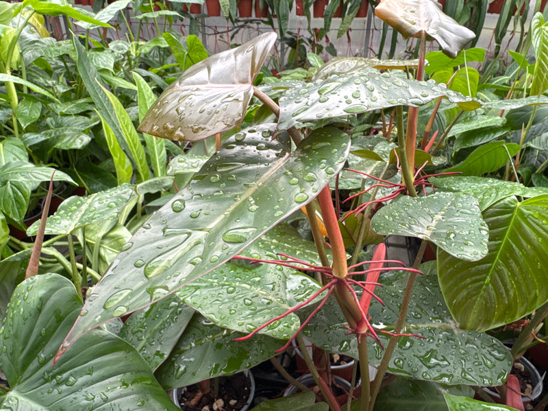 Philodendron erubescens 'Chocolate'
