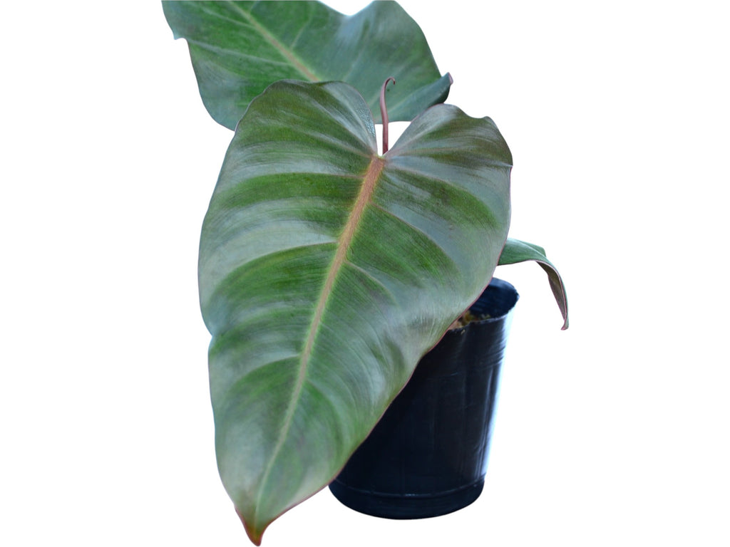Philodendron erubescens 'Chocolate'  Ecuagenera Europe GmbH