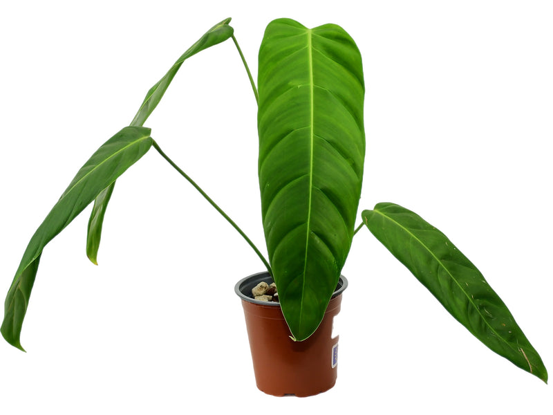 Philodendron (esmeraldense x patriciae)