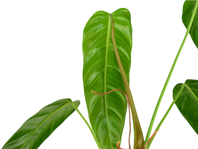 Philodendron (esmeraldense x patriciae)