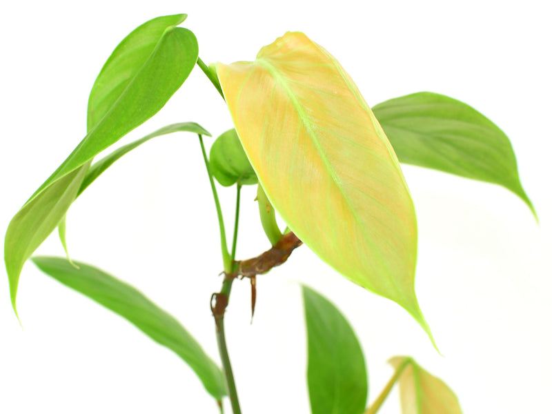 Philodendron fibrillosum