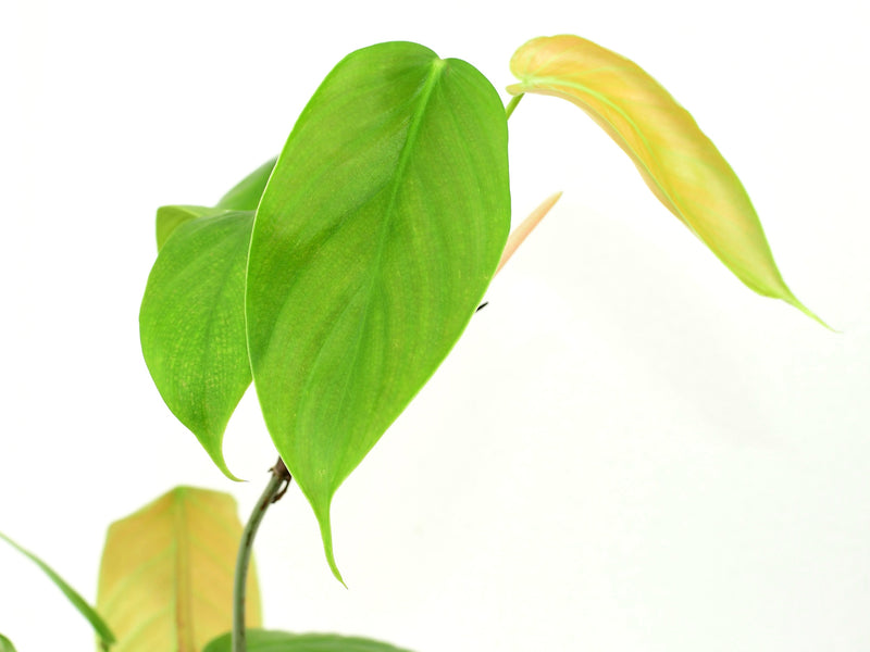Philodendron fibrillosum