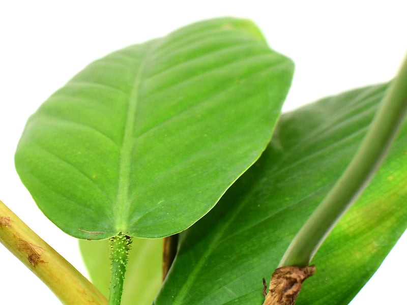 Philodendron fibrillosum