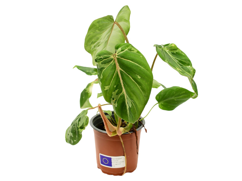 Philodendron gloriosum variegata 'Camuflaje'
