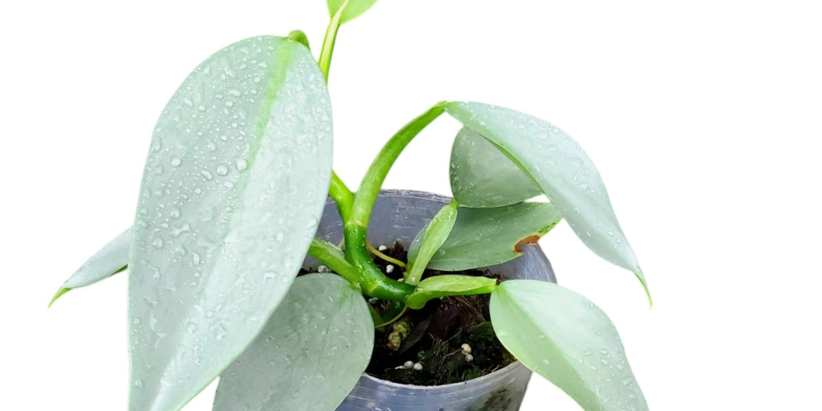 philodendron hastatum pflege Philodendron hastatum Silver Sword — Ecuagenera Europe GmbH