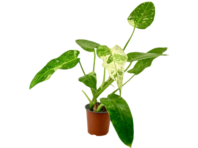 Philodendron imbe 'Jose Buono'
