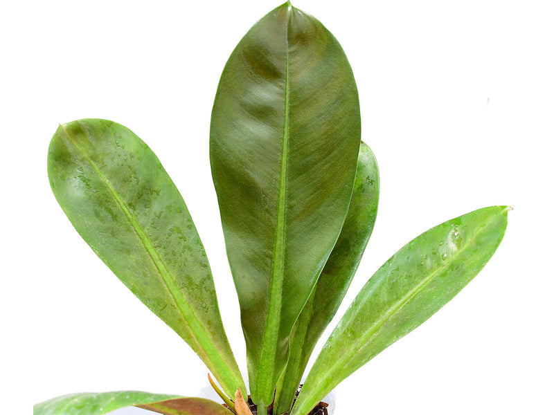 Philodendron insigne 'Purple'