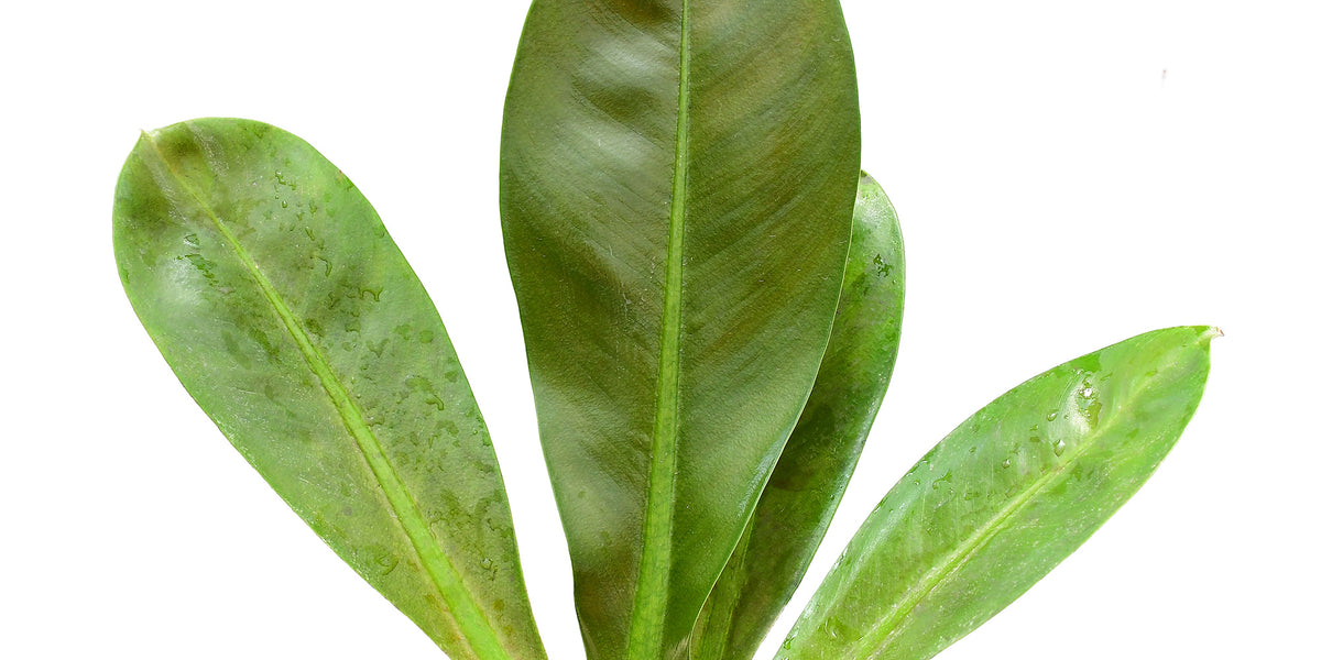 philodendron insigne Philodendron insigne 'Purple' — Ecuagenera Europe GmbH