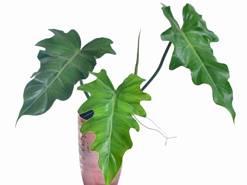 Philodendron lacerum cf.