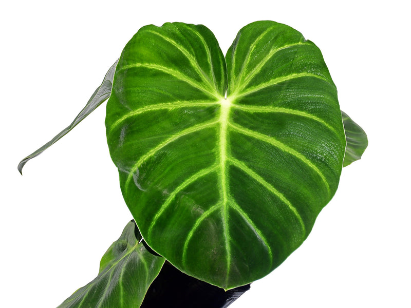 Philodendron luxurians