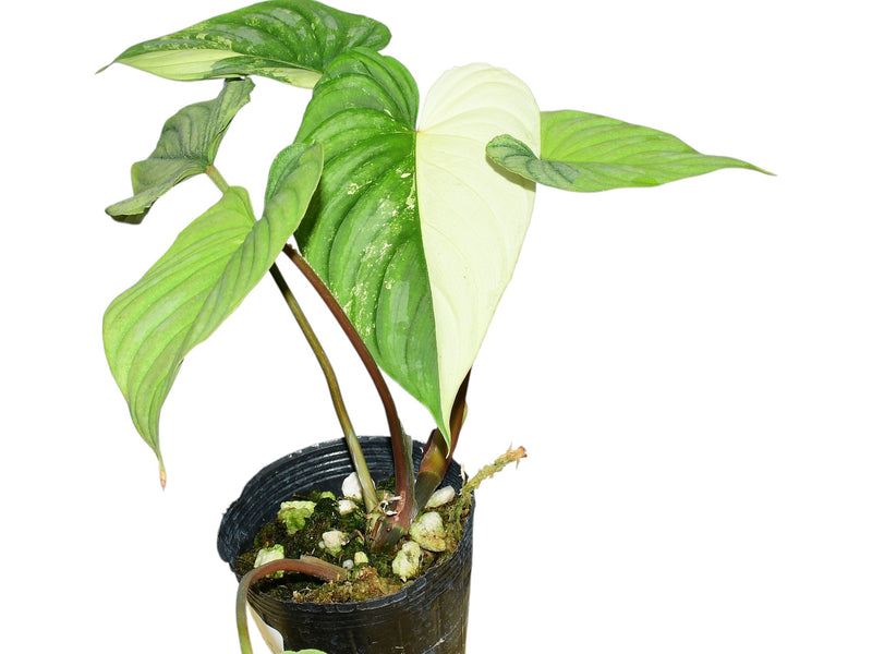 Philodendron mamei variegata