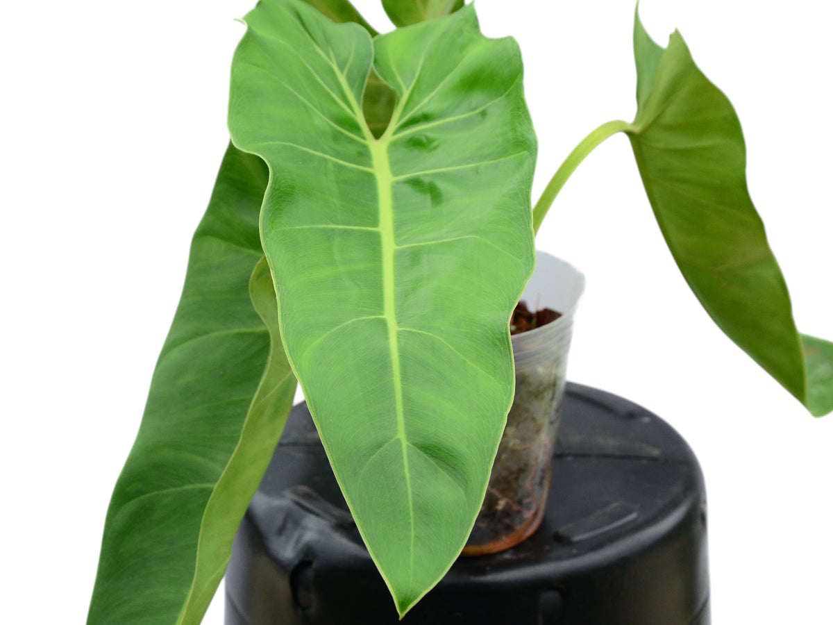 Philodendron maximum — Ecuagenera Europe GmbH
