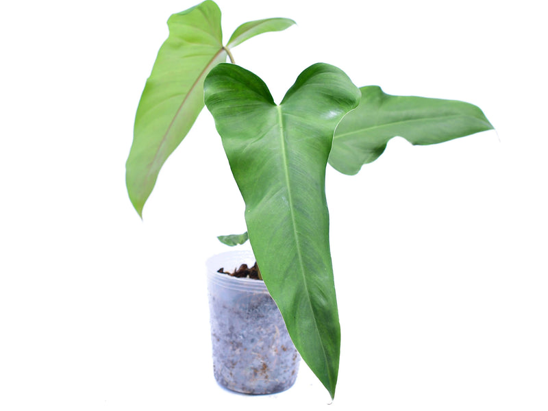 Philodendron paloraense x Philodendron Jose Buono
