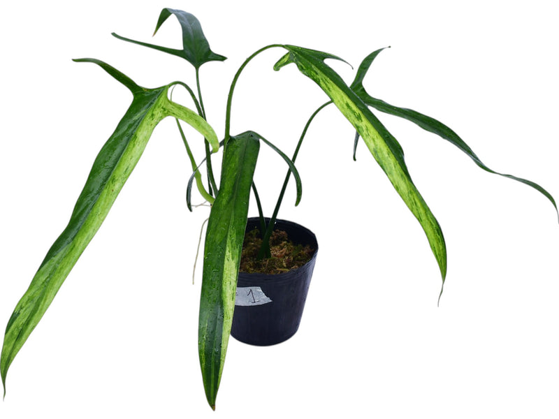 Philodendron paloraense