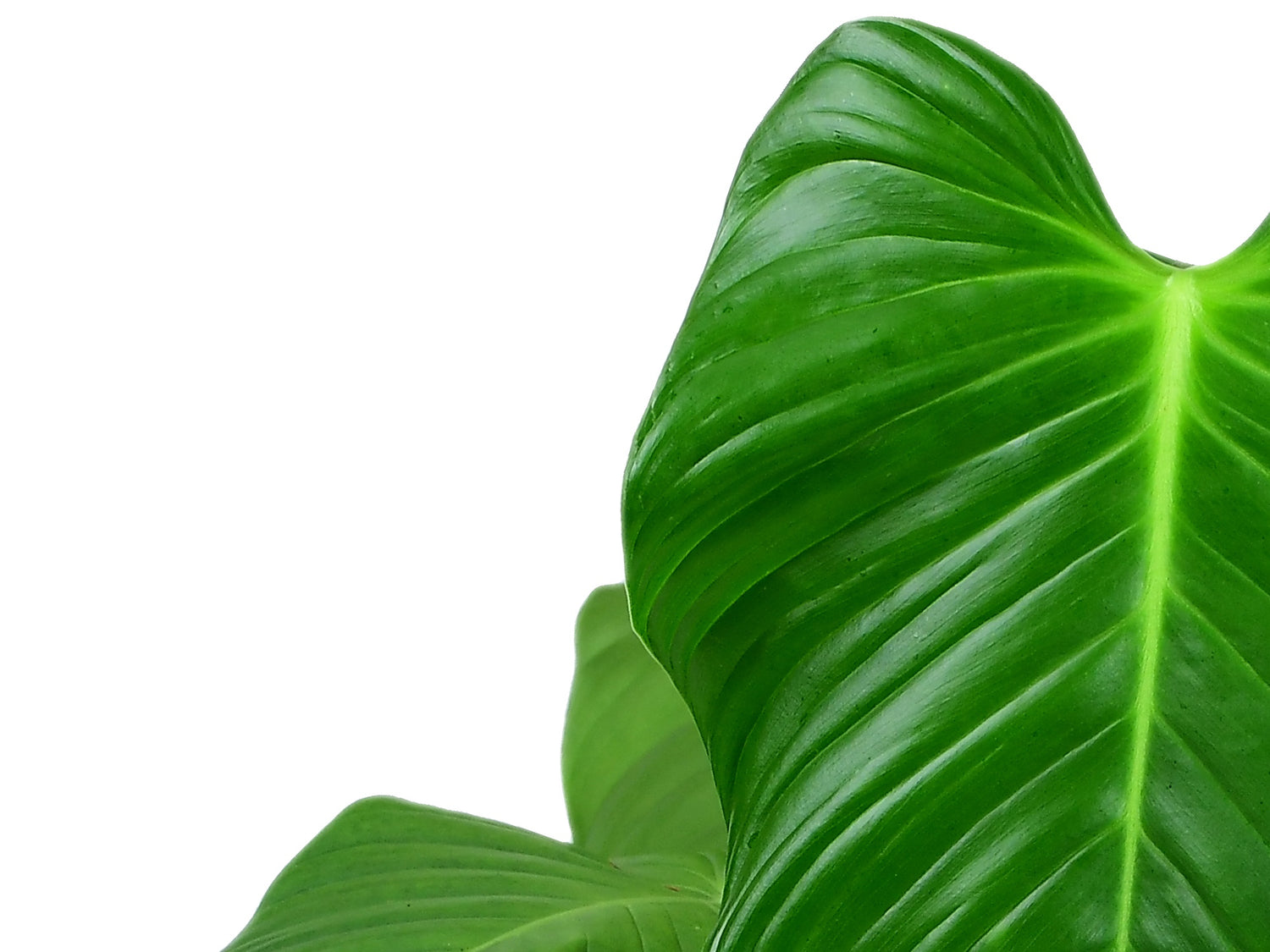 Philodendron parvidactylum