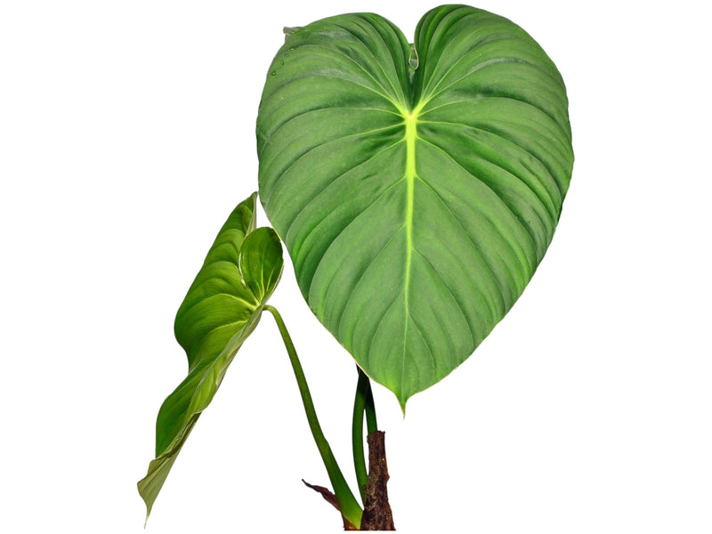 Philodendron pastazanum