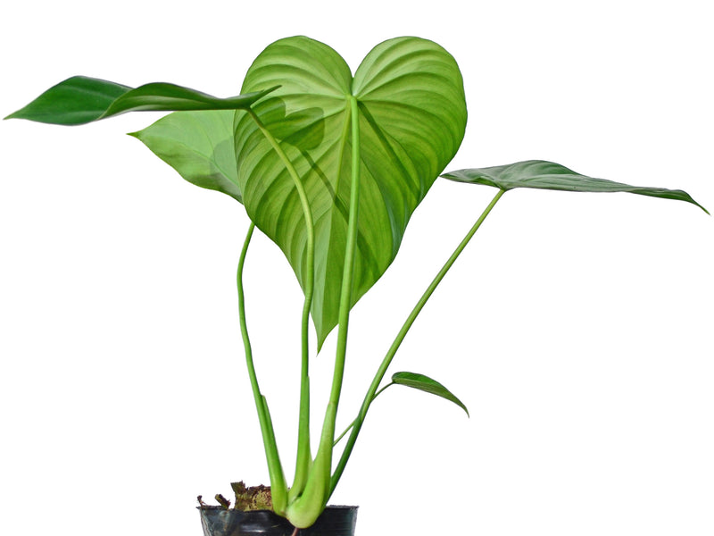 Philodendron pastazanum