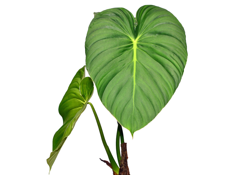 Philodendron pastazanum