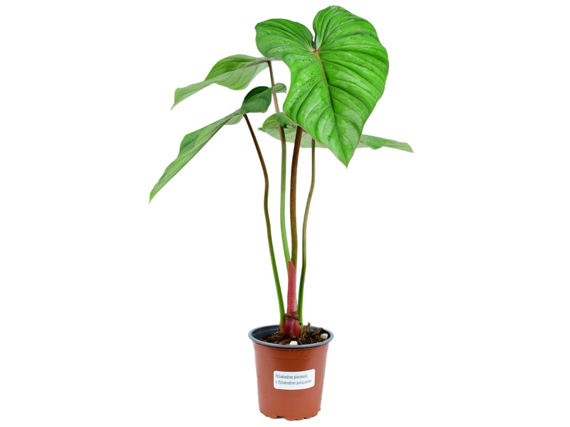 Philodendron (plowmanii x pastazanum)