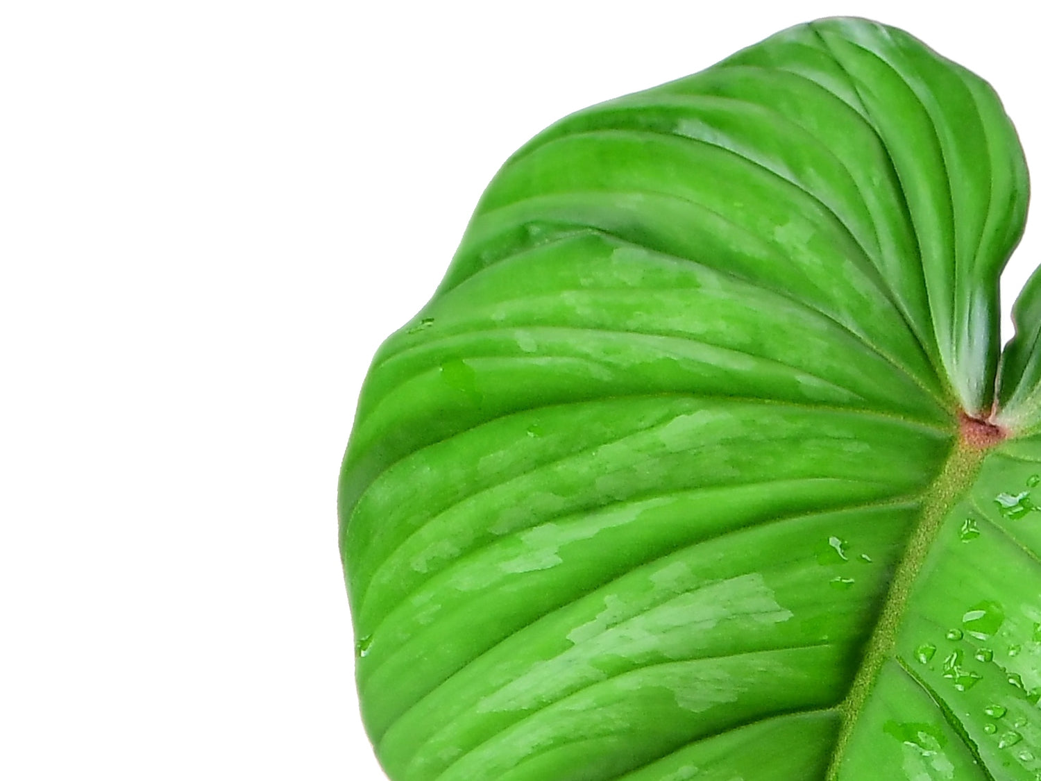 Philodendron (plowmanii x pastazanum)