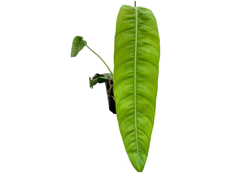 Philodendron patriciae 'Big'