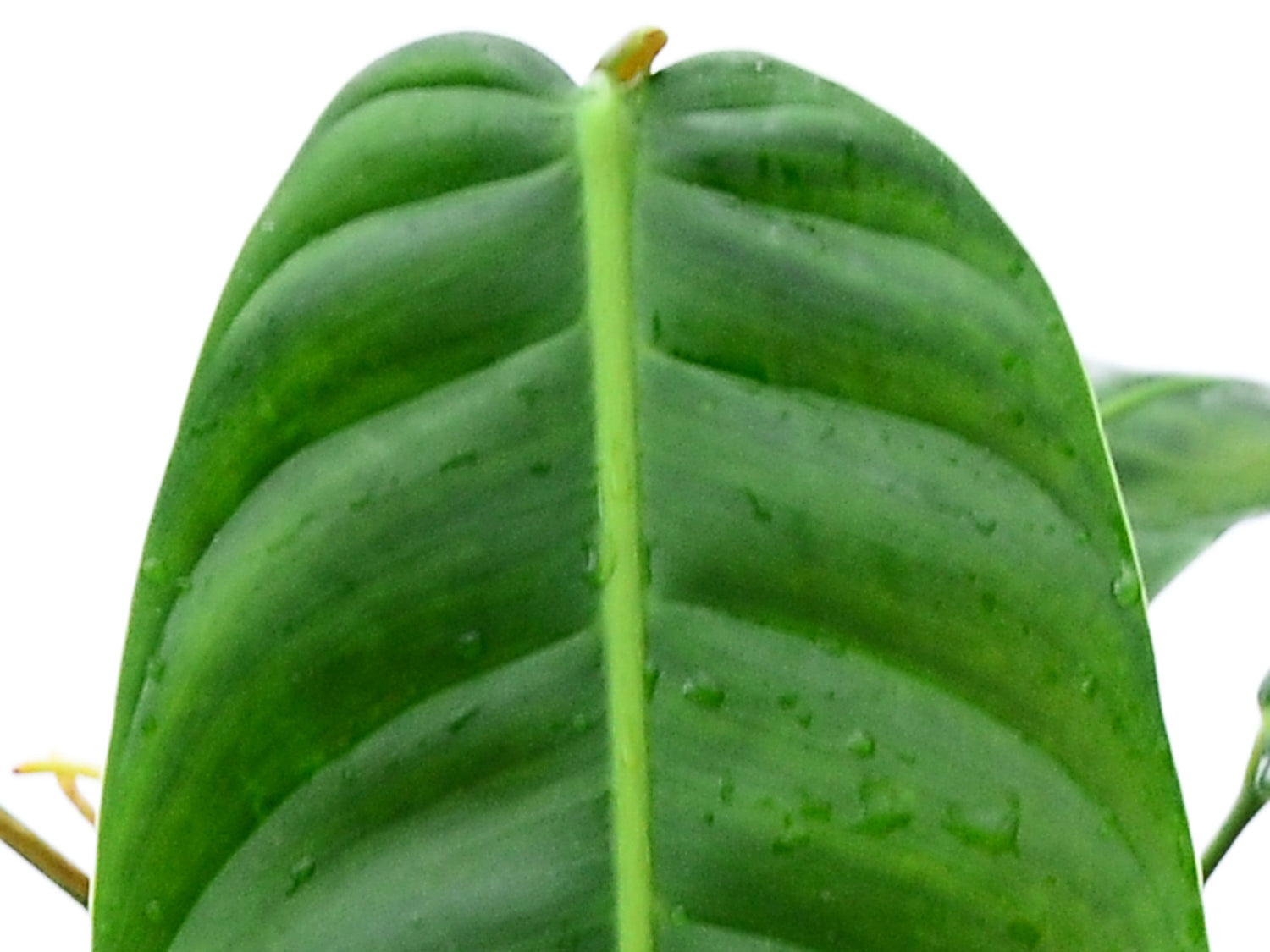 Philodendron patriciae 'Big'