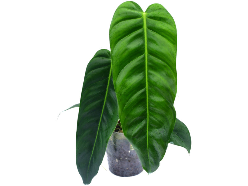 Philodendron (patriciae x esmeraldense 'narrow')