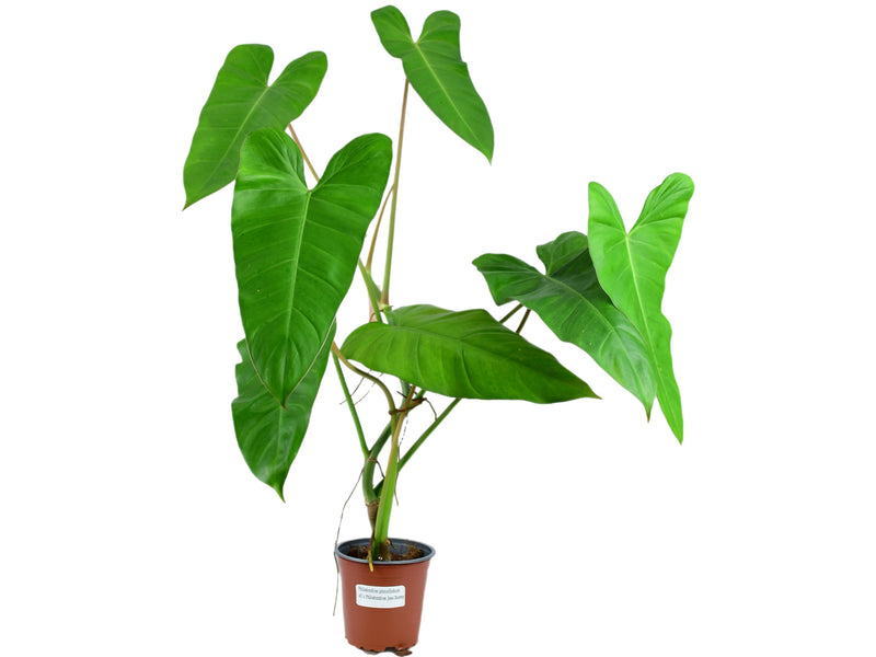 Philodendron (pinnatilobum aff x Jose Buono)