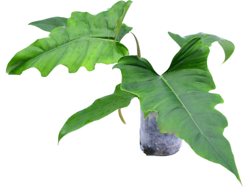 Philodendron (pinnatilobum cf x tortum)