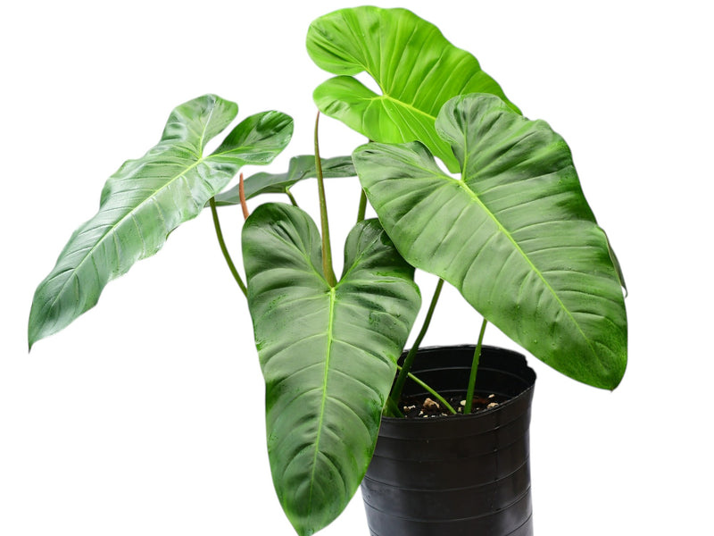 Philodendron (pinnatilobum aff x Jose Buono)