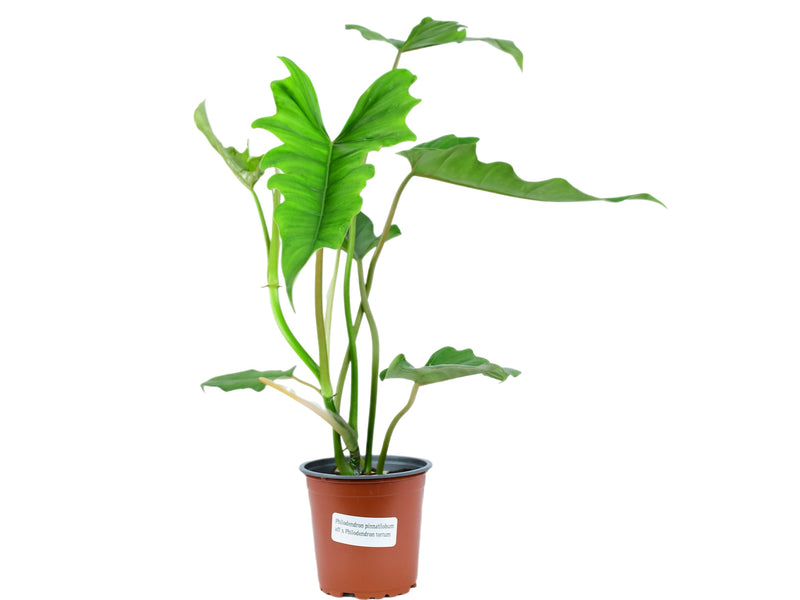 Philodendron (pinnatilobum cf x tortum)