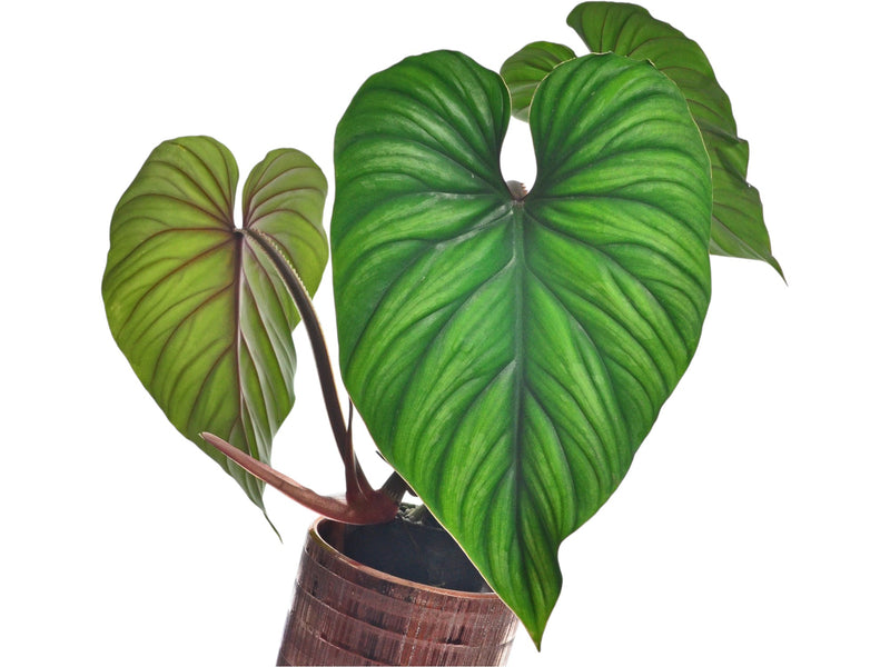 Philodendron plowmanii