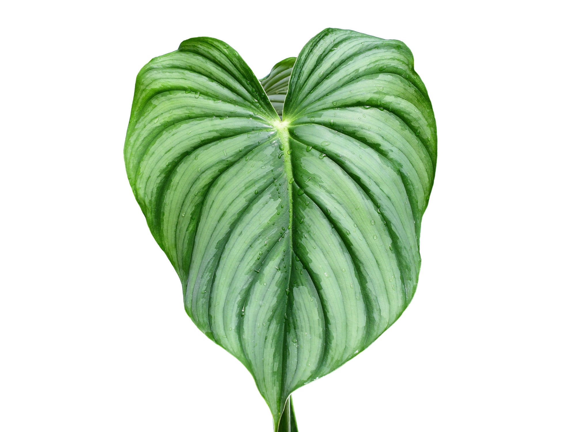 127 plowmanii var citrus プロウマニー　シトラス 127 plowmanii var citrus プロウマニー シトラス - メルカリ