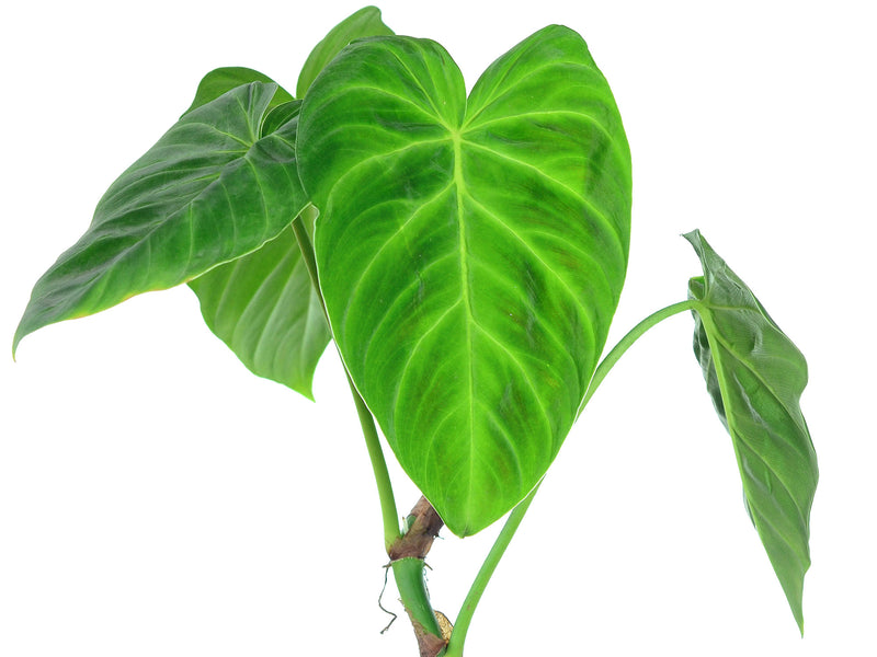 Philodendron pseudoverrucosum cf.