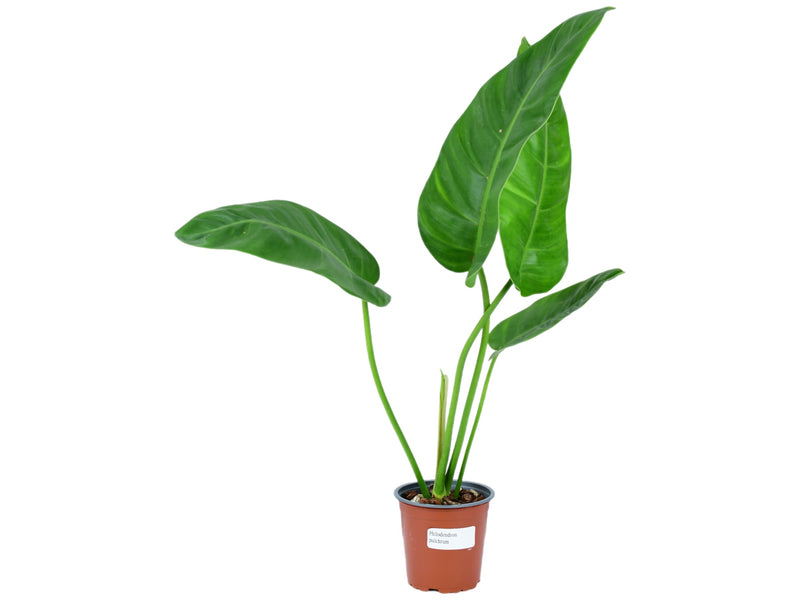 Philodendron pulchrum
