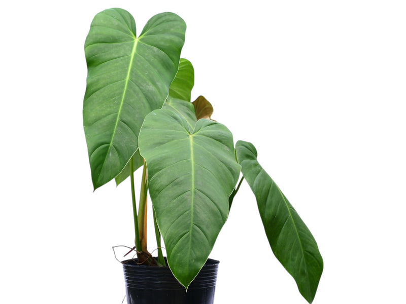 Philodendron (quelali round x spiritu sancti )