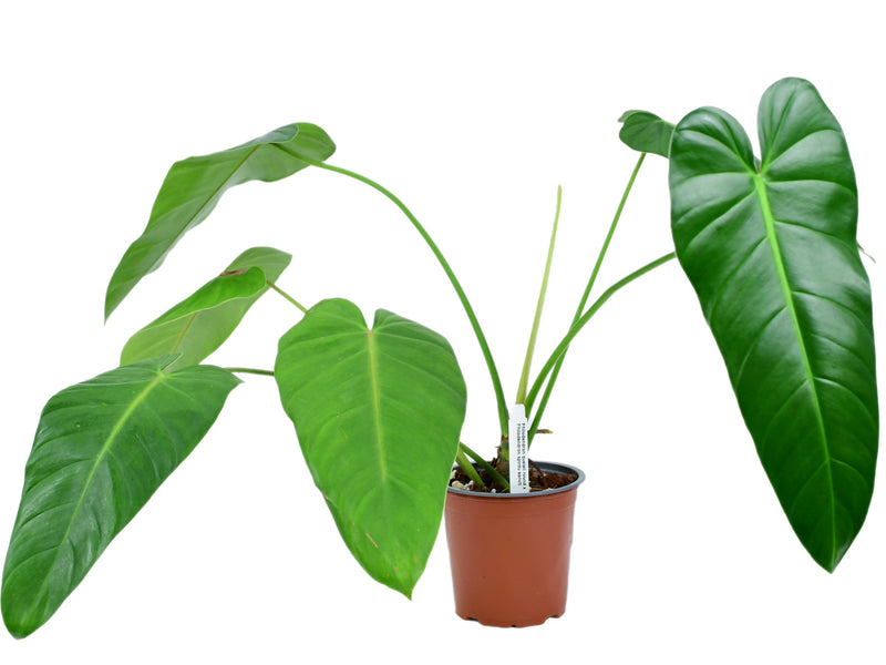 Philodendron (quelali round x spiritu sancti )