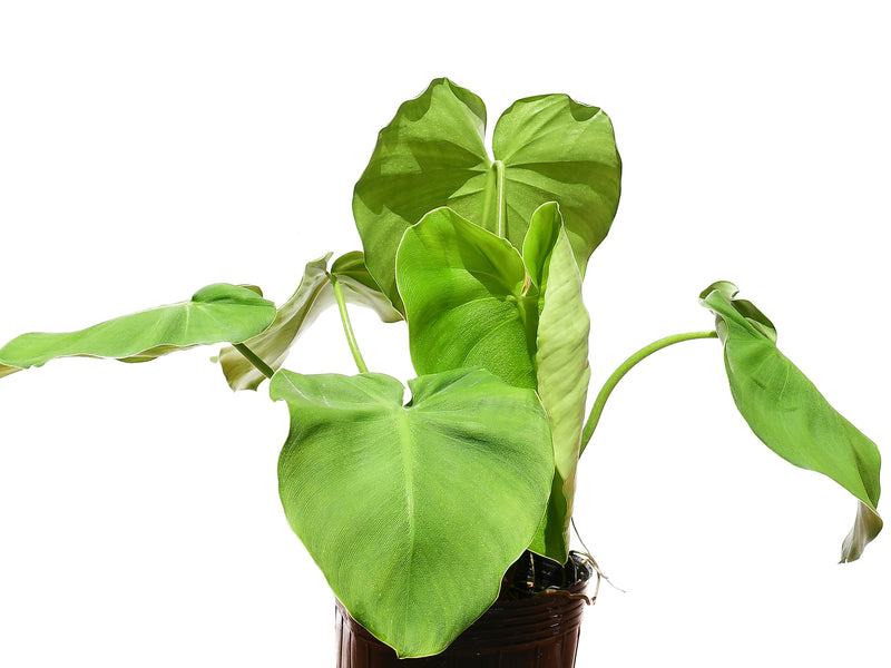 Philodendron rugosum