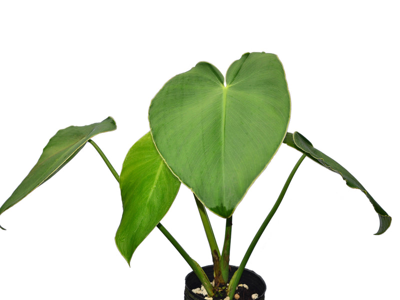 Philodendron rugosum