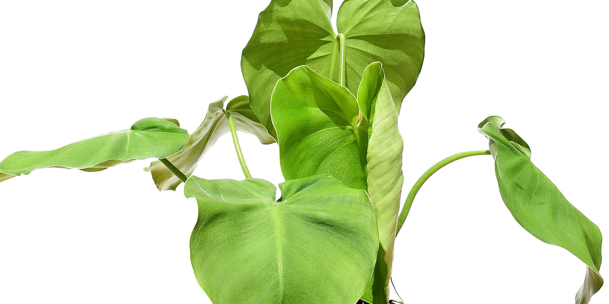 Philodendron rugosum — Ecuagenera Europe GmbH