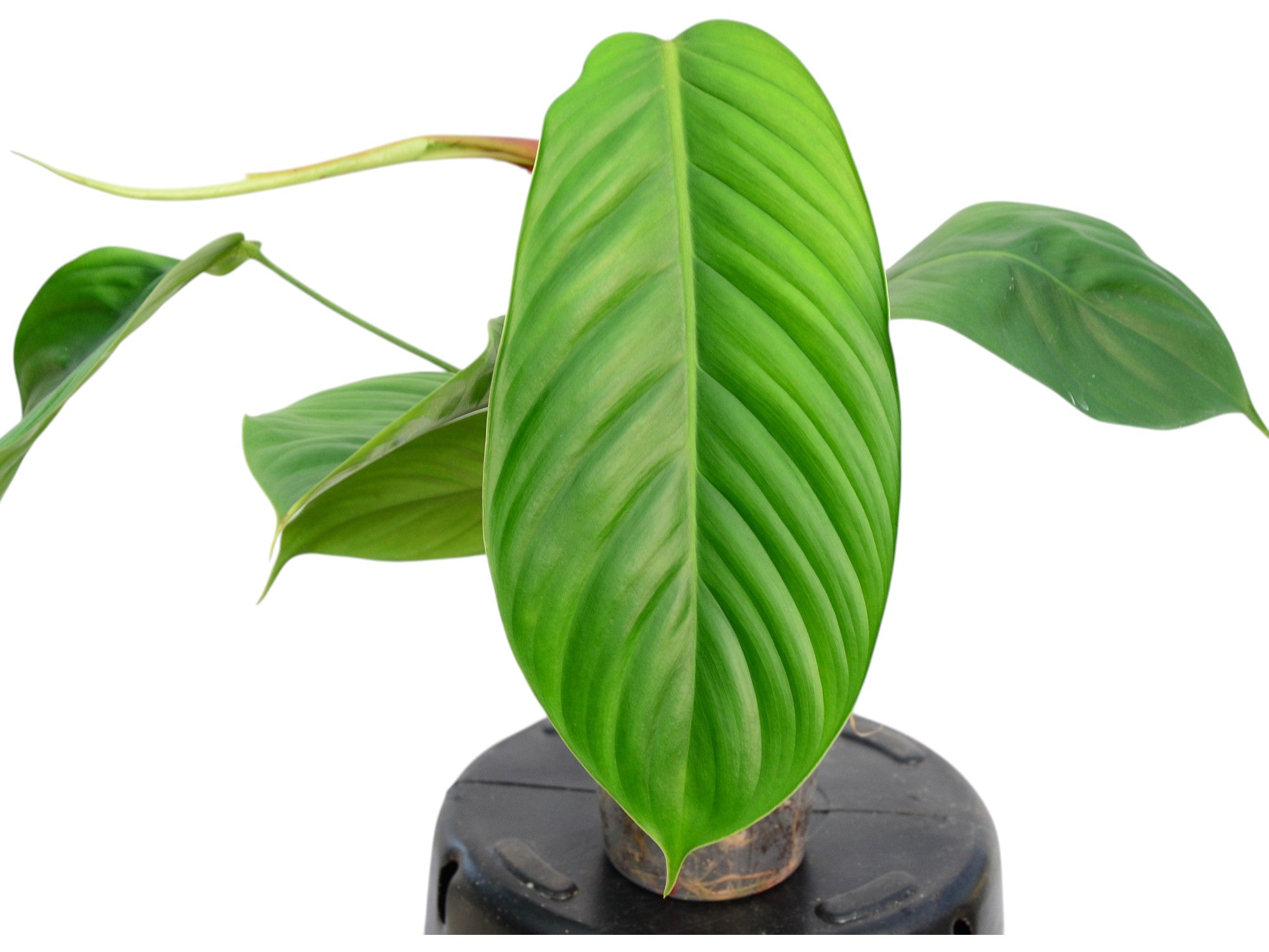 Philodendron scherberichii — Ecuagenera Europe GmbH