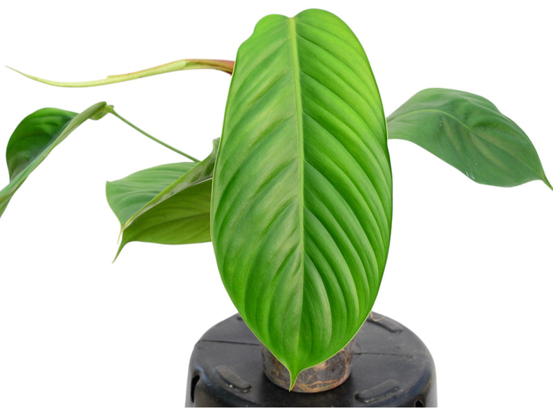 Philodendron scherberichii