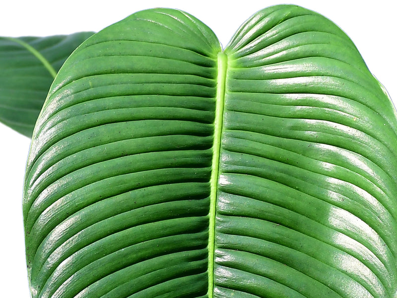Philodendron scherberichii 'Ecuagenera'