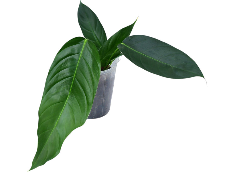 Philodendron (scherberichii 'Ecuagenera' x patriciae)